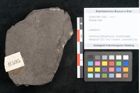 Foto (Objekt + Etikett) von Plantae indet.  (NHMW-GEO-2024-0188-11595)